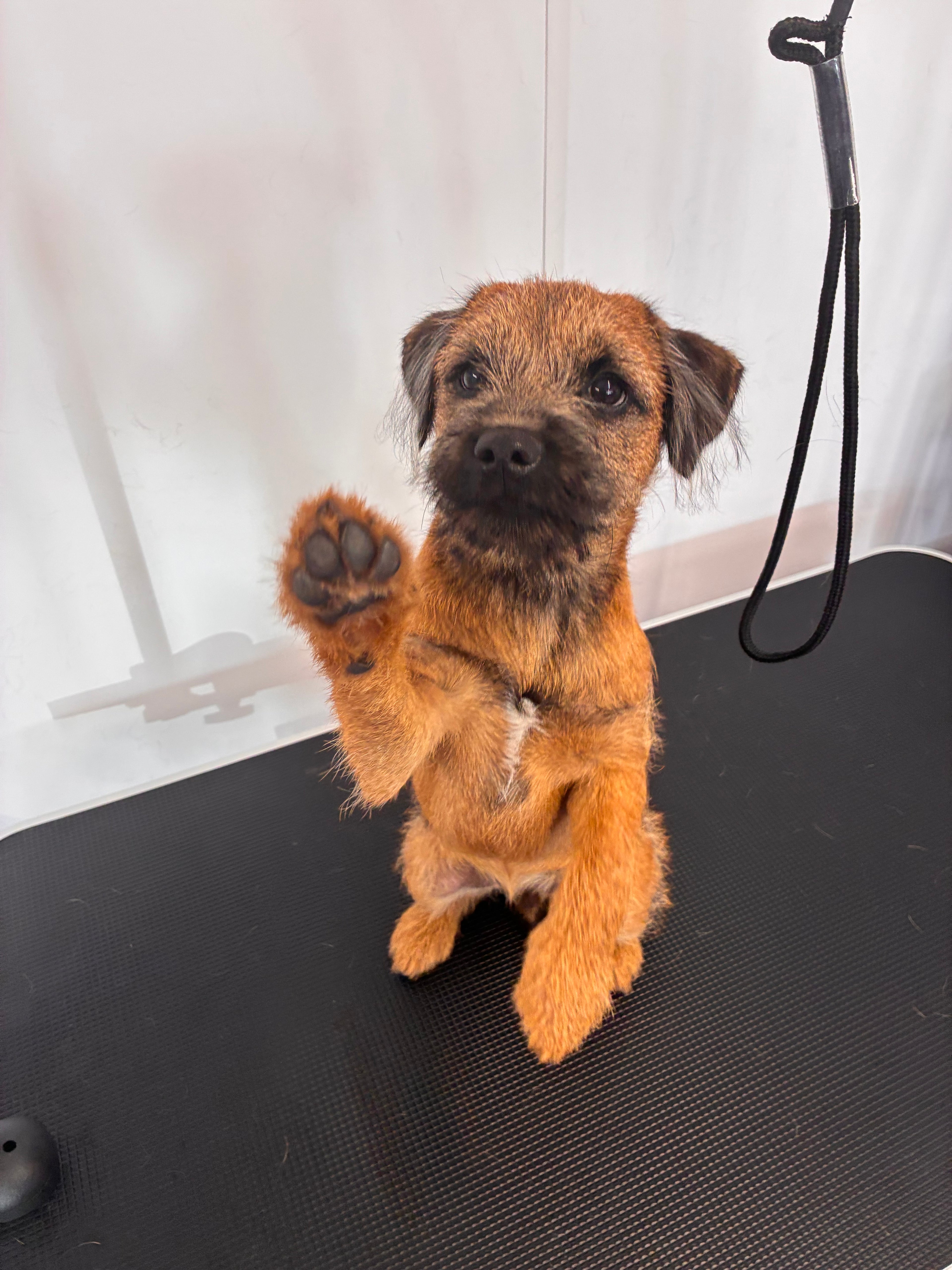 Puppy Groom £10 Deposit Taken on Booking